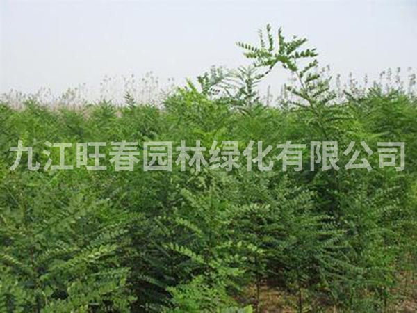 國槐樹